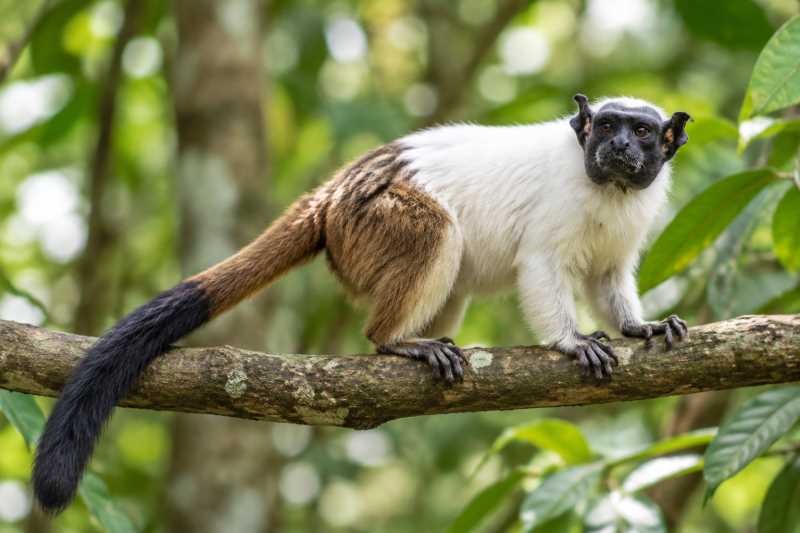 Image of a Pied Bare-faced Tamarin in its natural habitat