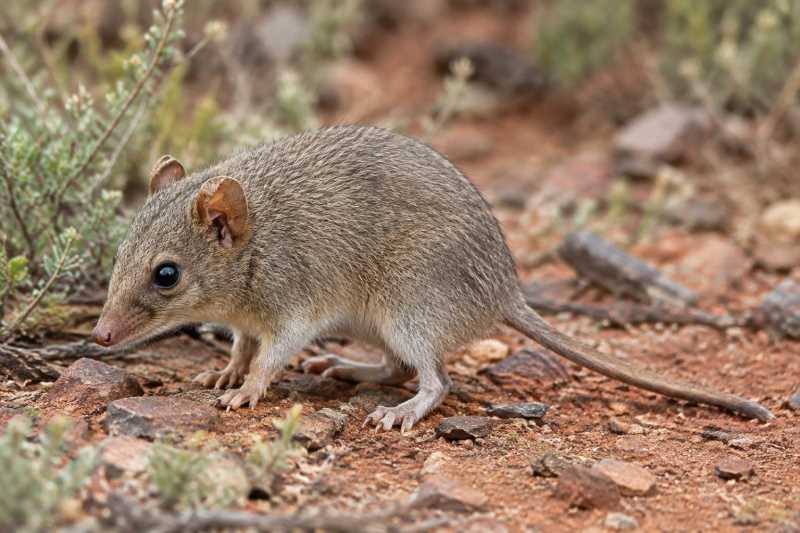 Image of a Pilbara Ningaui in its natural habitat