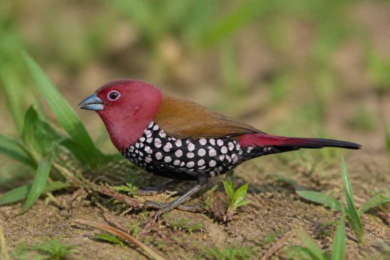 Image of a Pink-throated Twinspot in its natural habitat