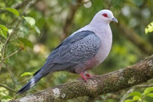Image of a Pinon's Imperial Pigeon in its natural habitat