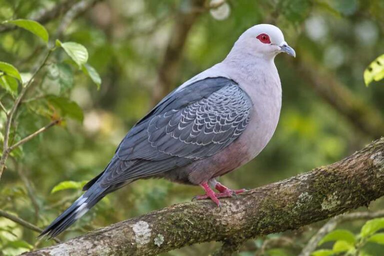 Image of a Pinon's Imperial Pigeon in its natural habitat