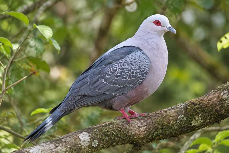 Image of a Pinon's Imperial Pigeon in its natural habitat
