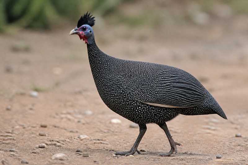 Image of a Plumed Guineafowl in its natural habitat