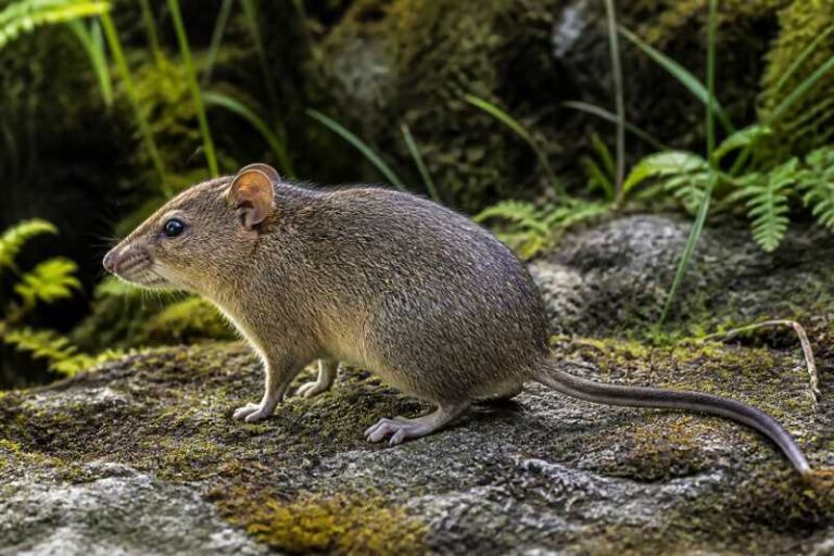 Image of a Pocock's New Guinea Highland Rat in its natural habitat