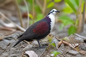 Image of a Polynesian Ground Dove in its natural habitat
