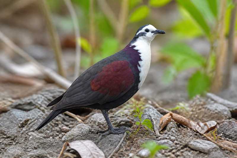 Image of a Polynesian Ground Dove in its natural habitat