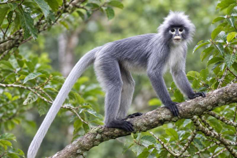 Image of a Popa Langur in its natural habitat