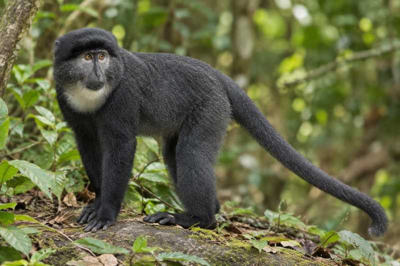 Image of a Preuss's Monkey in its natural habitat
