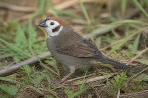 Image of a Prevost's Ground Sparrow in its natural habitat