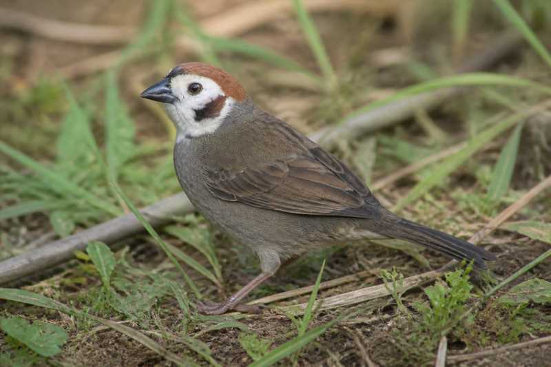 Image of a Prevost's Ground Sparrow in its natural habitat
