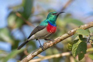 Image of a Prigogine's Double-collared Sunbird in its natural habitat