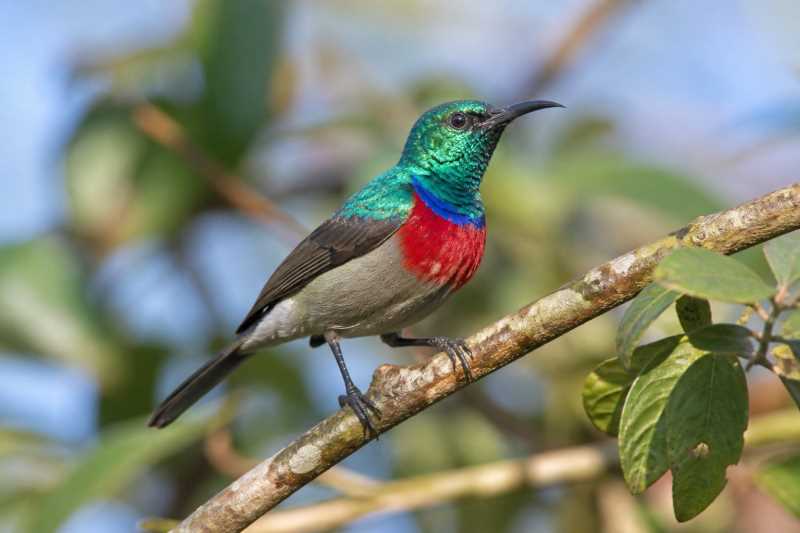 Image of a Prigogine's Double-collared Sunbird in its natural habitat
