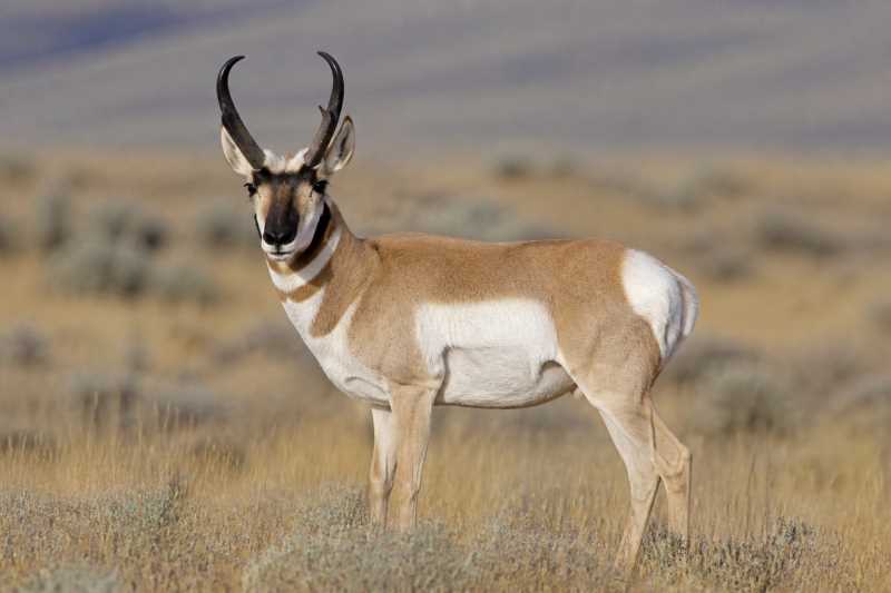 Image of a Pronghorn in its natural habitat