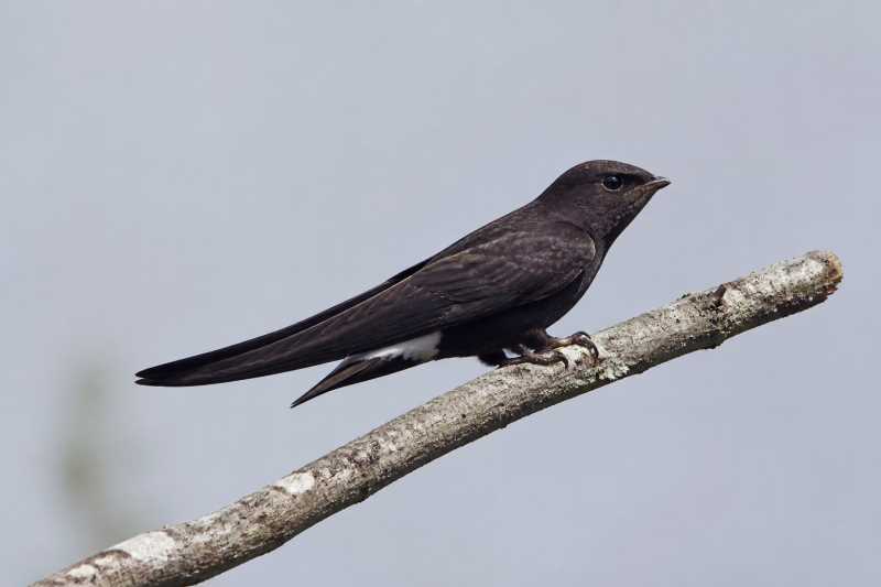 Image of a Purple Needletail in its natural habitat