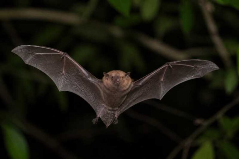 Image of a Pygmy Fruit-eating Bat in its natural habitat