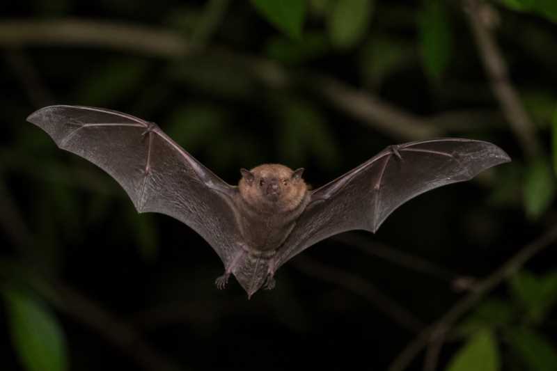 Image of a Pygmy Fruit-eating Bat in its natural habitat