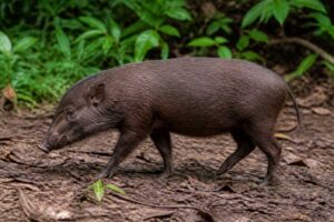 Image of a Pygmy Hog in its natural habitat