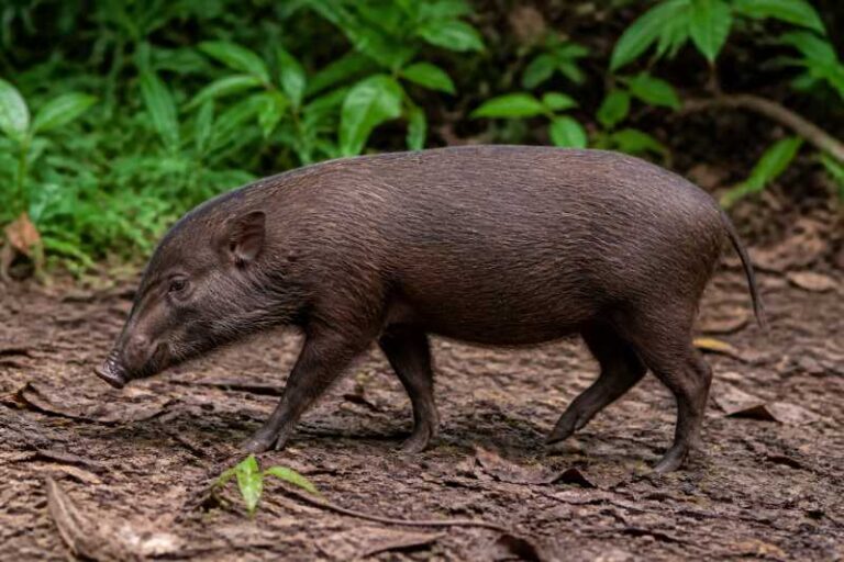 Image of a Pygmy Hog in its natural habitat