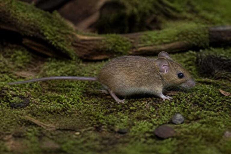 Image of a Pygmy Wood Mouse in its natural habitat