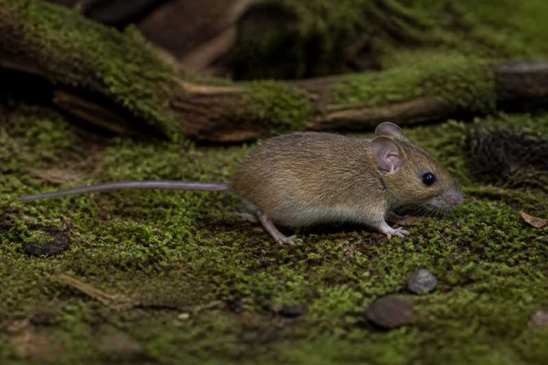 Image of a Pygmy Wood Mouse in its natural habitat