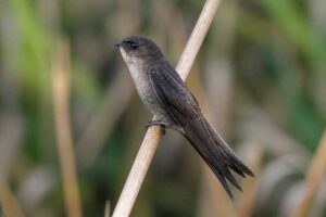 Image of a Pygmy Palm Swift in its natural habitat