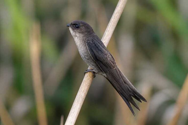 Image of a Pygmy Palm Swift in its natural habitat