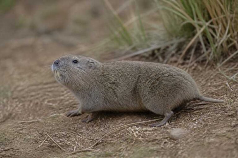 Image of a Qinling Zokor in its natural habitat