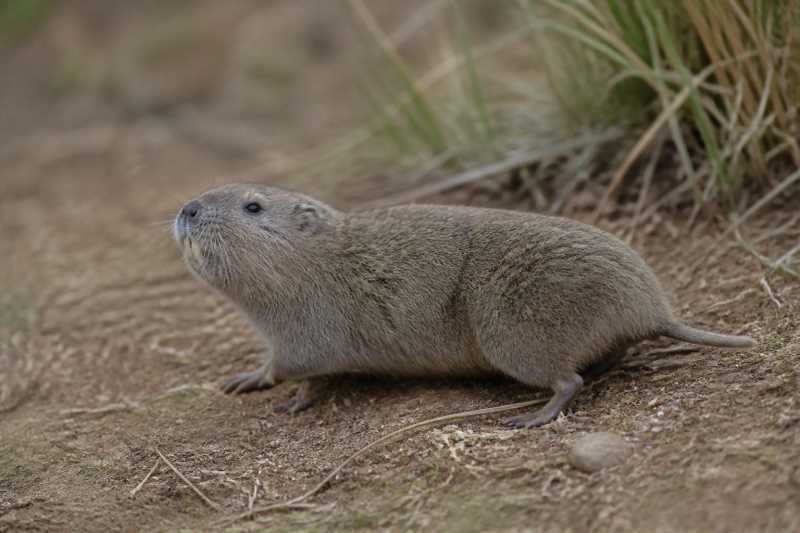 Image of a Qinling Zokor in its natural habitat