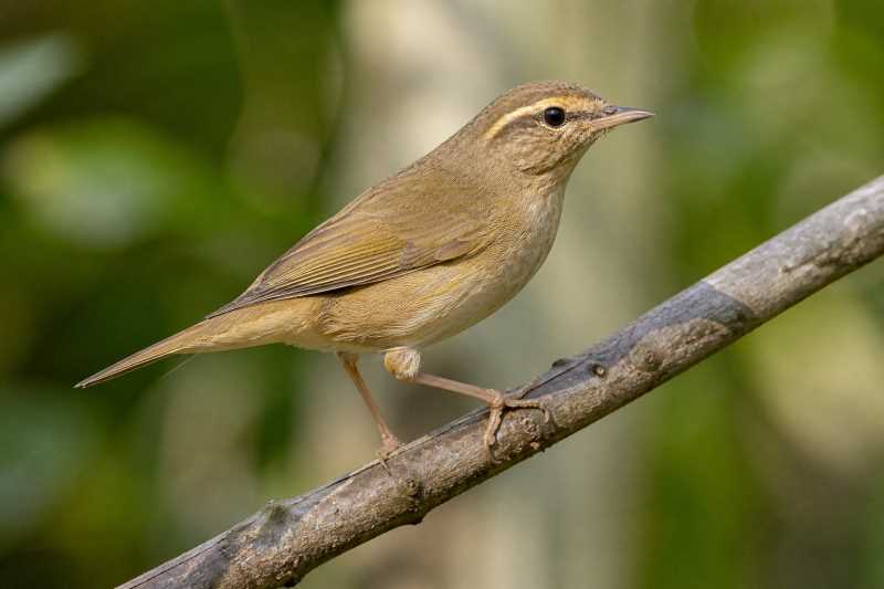 Image of a Radde's Warbler in its natural habitat