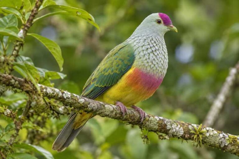 Image of a Rapa Fruit Dove in its natural habitat