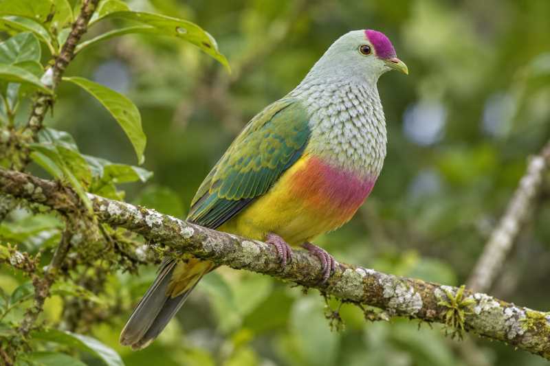 Image of a Rapa Fruit Dove in its natural habitat
