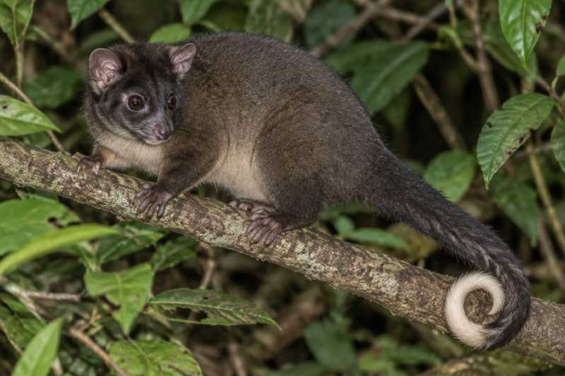 Image of a Reclusive Ring-tailed Possum in its natural habitat