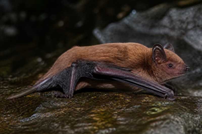 Image of a Red Myotis in its natural habitat