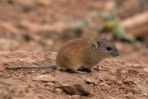 Image of a Red Rock Rat in its natural habitat