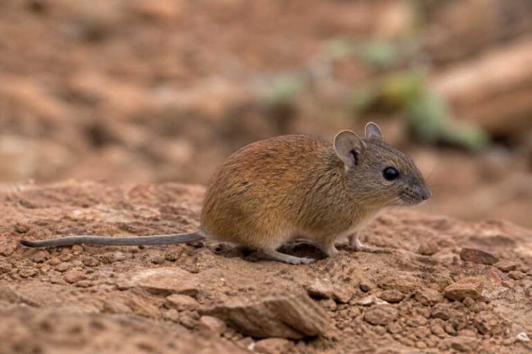 Image of a Red Rock Rat in its natural habitat
