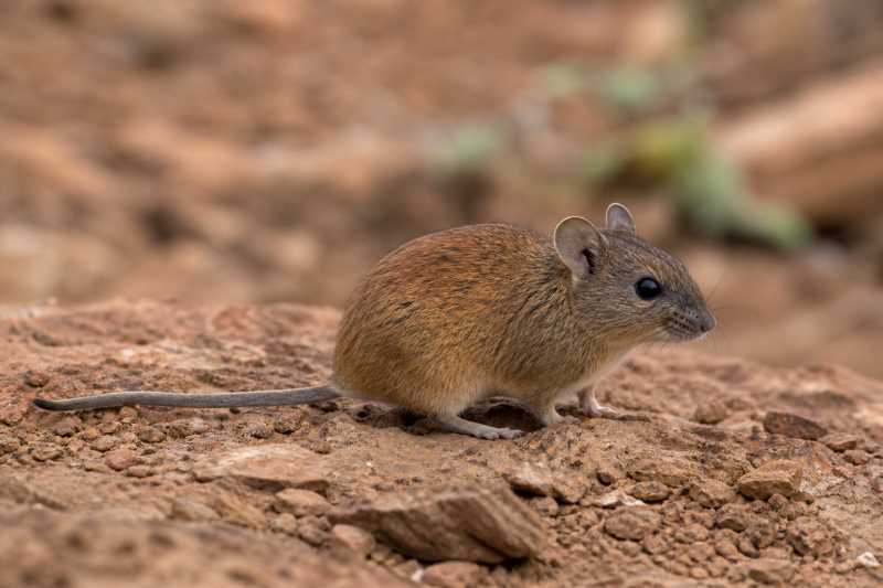 Image of a Red Rock Rat in its natural habitat