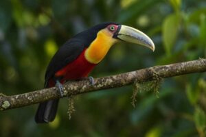 Image of a Red-breasted Toucan in its natural habitat