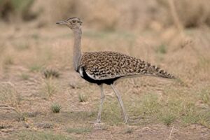 Image of a Red-crested Korhaan in its natural habitat