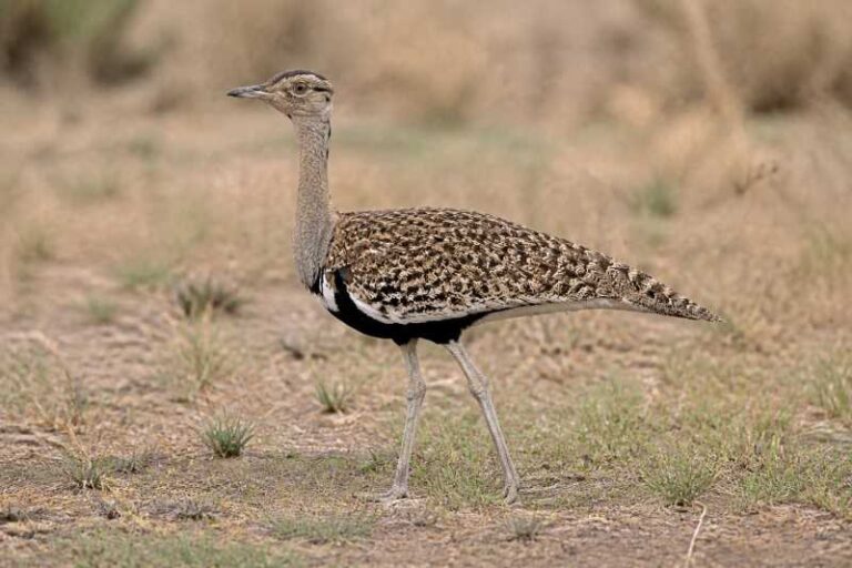 Image of a Red-crested Korhaan in its natural habitat