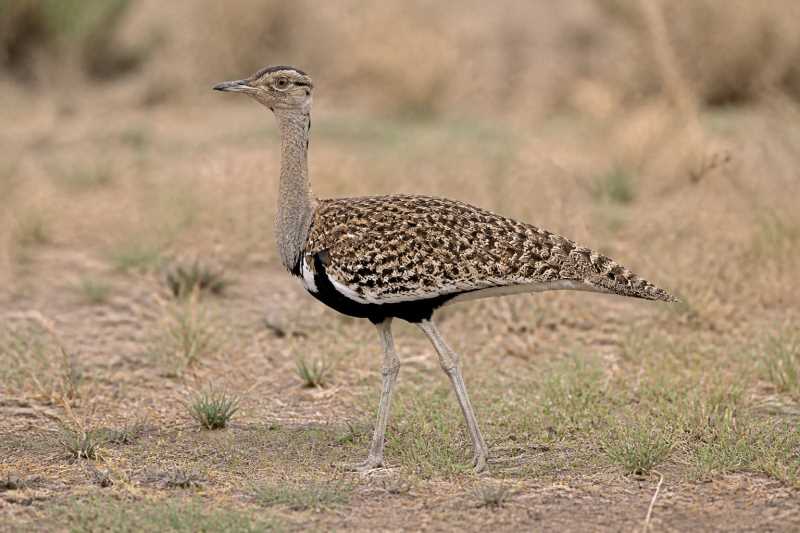 Image of a Red-crested Korhaan in its natural habitat