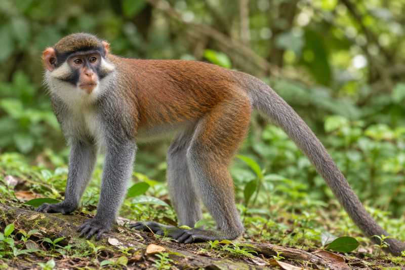 Image of a Red-eared Monkey in its natural habitat