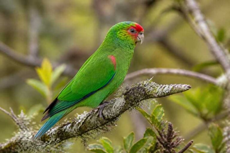 Image of a Red-faced Parrot in its natural habitat