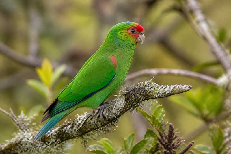 Image of a Red-faced Parrot in its natural habitat
