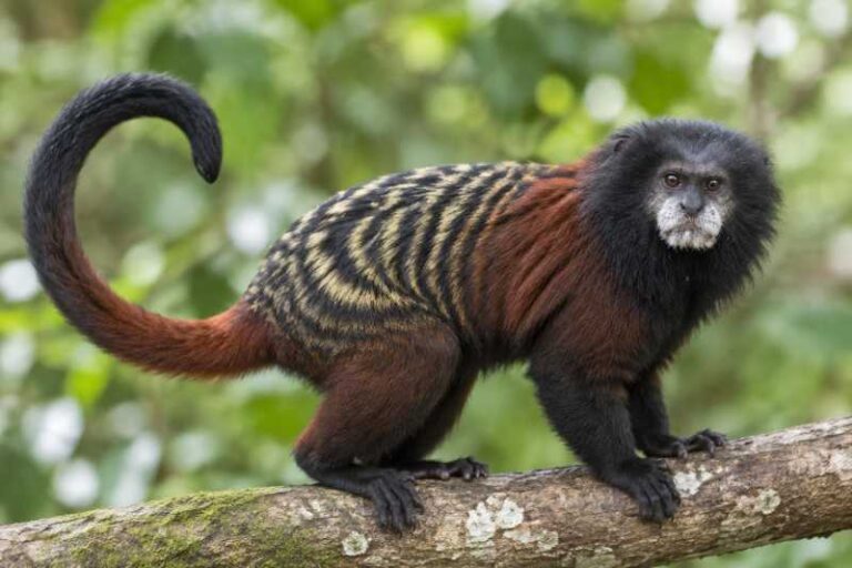 Image of a Red-mantled Saddle-back Tamarin in its natural habitat