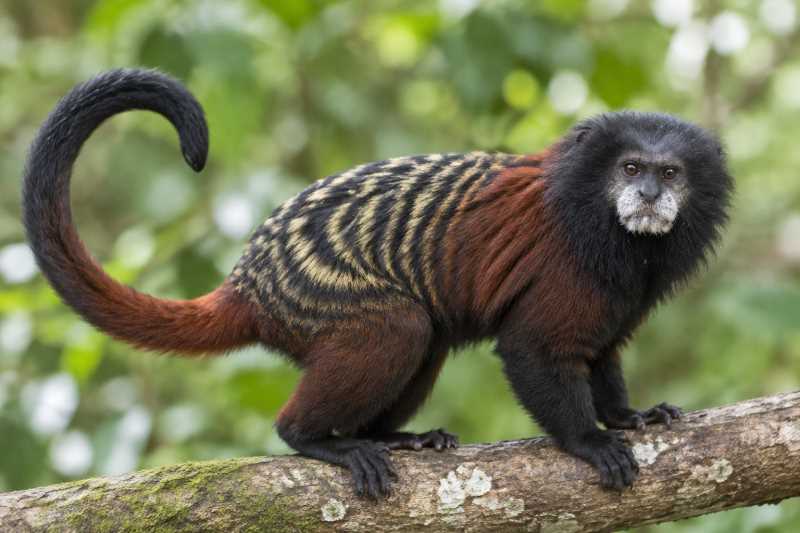 Image of a Red-mantled Saddle-back Tamarin in its natural habitat