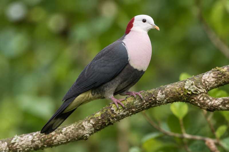 Image of a Red-naped Fruit Dove in its natural habitat