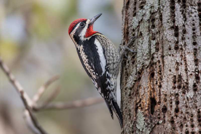Image of a Red-naped Sapsucker in its natural habitat