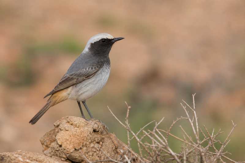 Image of a Red-rumped Wheatear in its natural habitat
