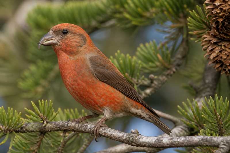 Image of a Red Crossbill in its natural habitat
