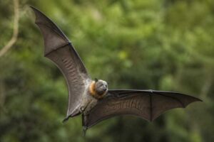 Image of a Rennell Flying Fox in its natural habitat
